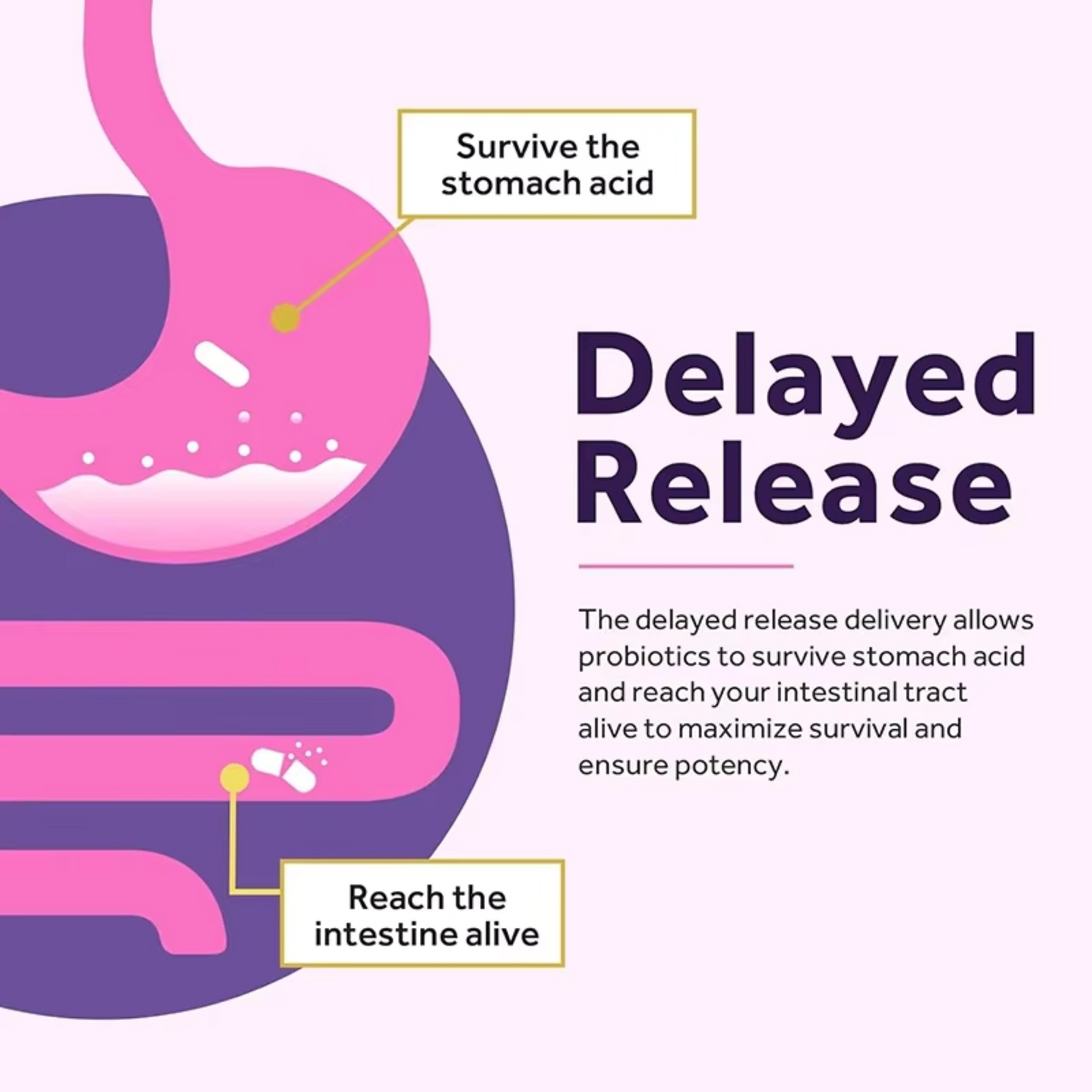 Reclaim Her - EstroBalance Probiotic